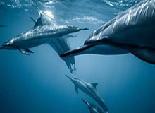 kaiyun-【欧洲杯】久巴助攻米兰丘克破门 俄罗斯1比0芬兰